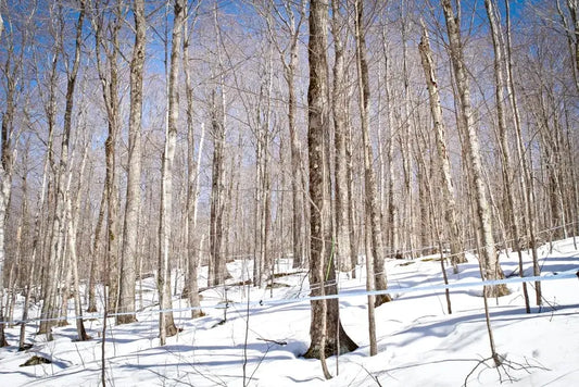 Maple Syrup 101: Maple + Conservation