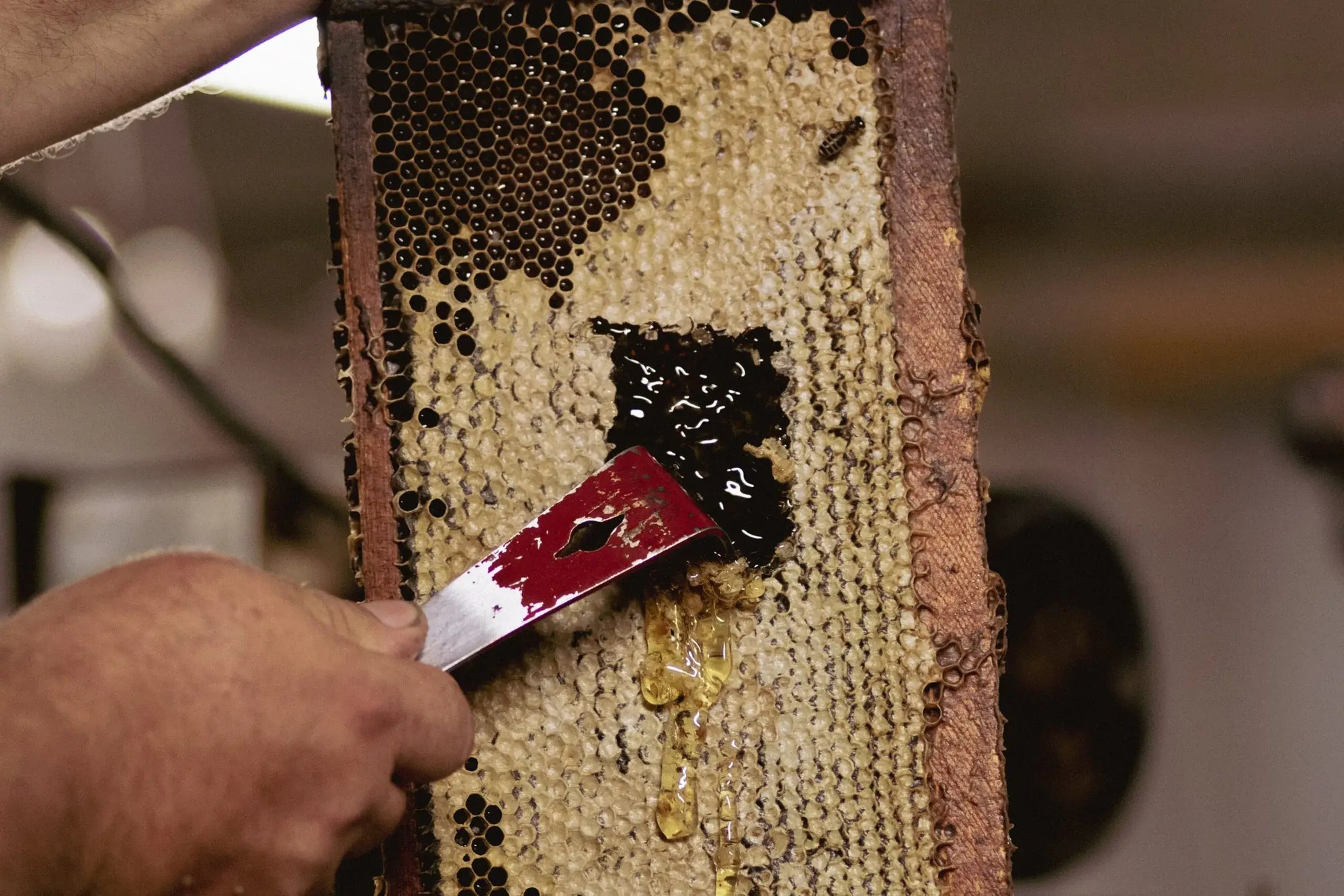 Honey 101: Why Does Honey Crystallize?