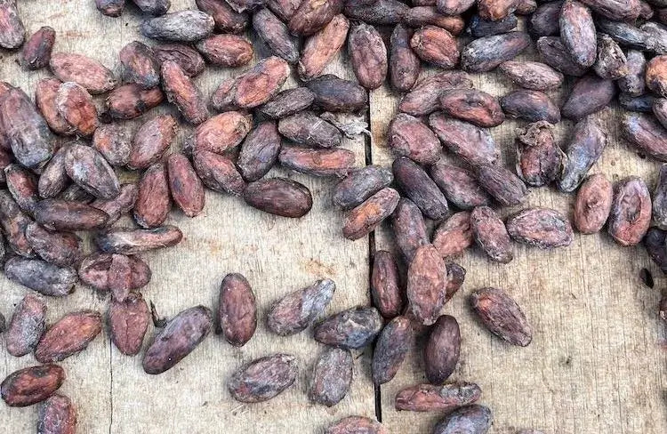 A Look Inside with Laura: The Sorkin's Visit to a Caribbean Cocoa Farm
