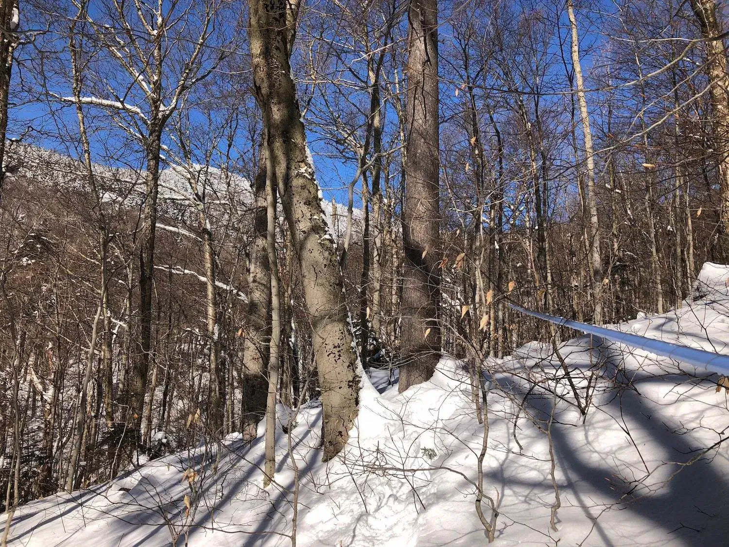 News from the Sugarbush: February 2023 Update