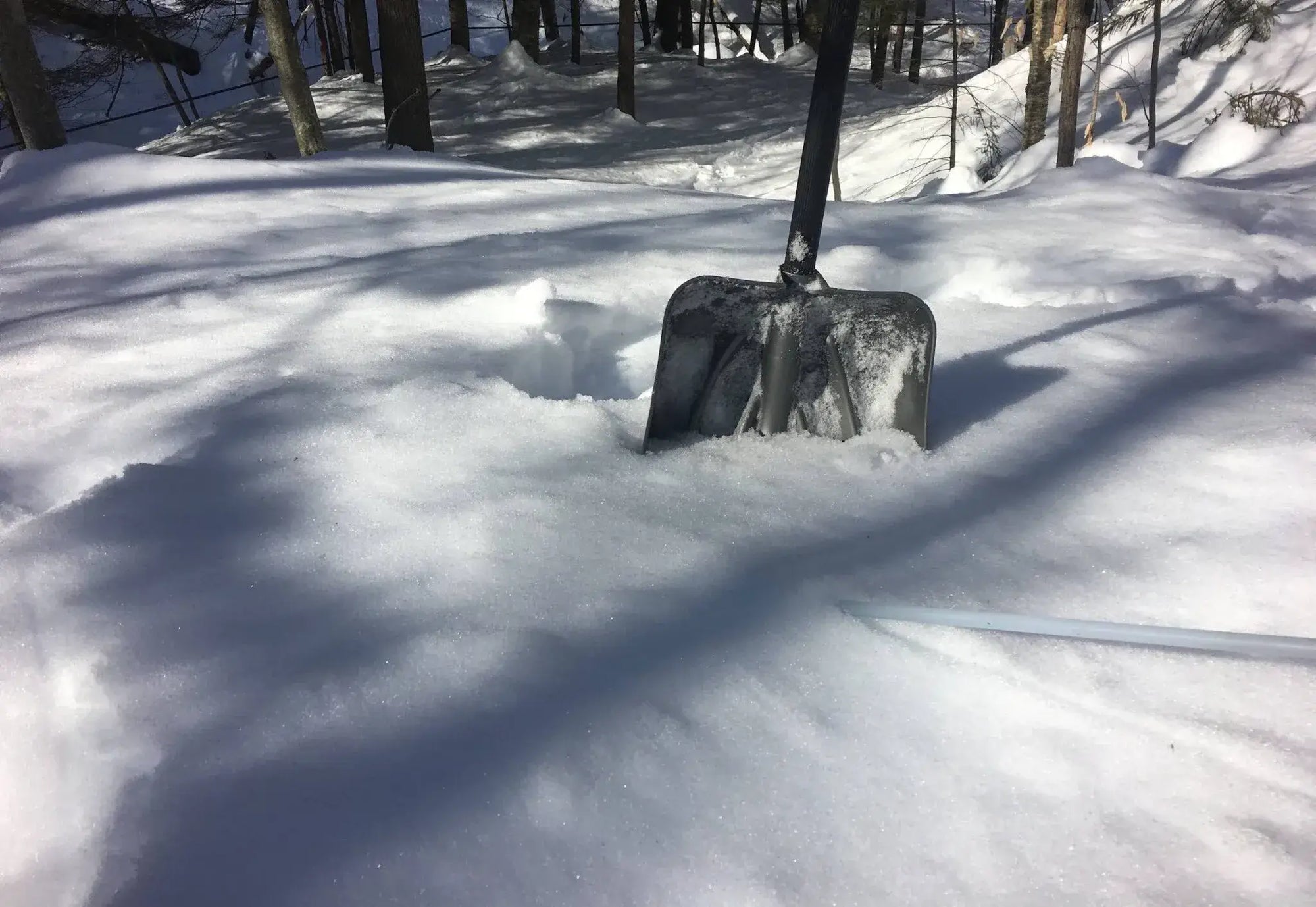 Tales from the Sugarbush: How 80,000 Trees Untapped Themselves!