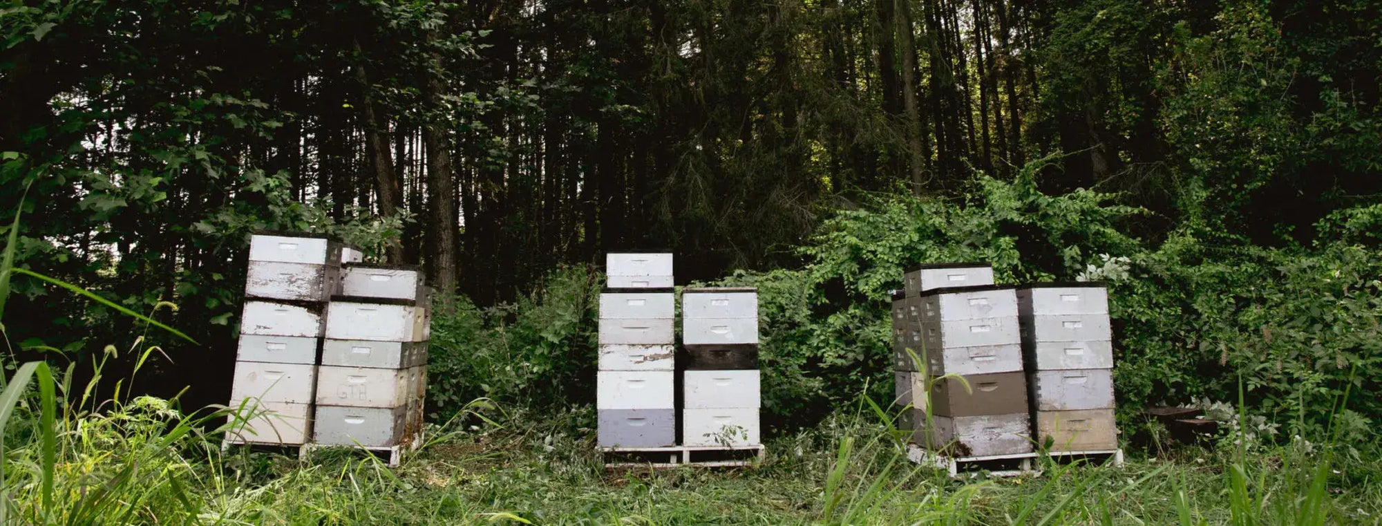 Meet our bee guide: Todd Hardie