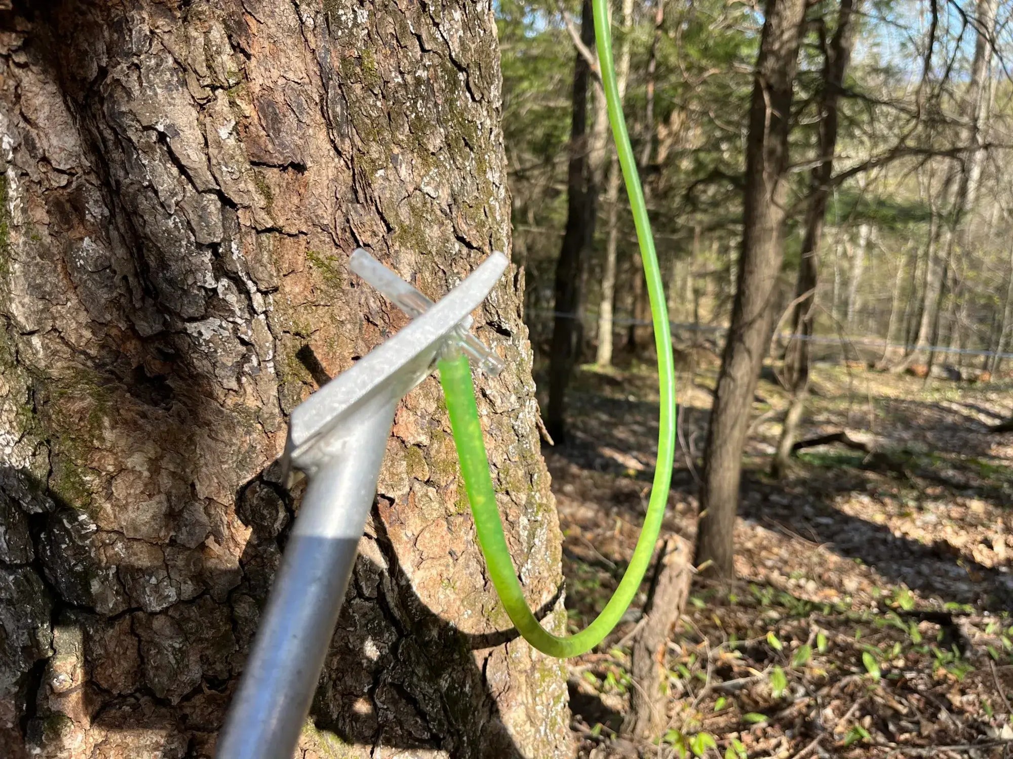 The End of Sugaring Season: Pulling Taps