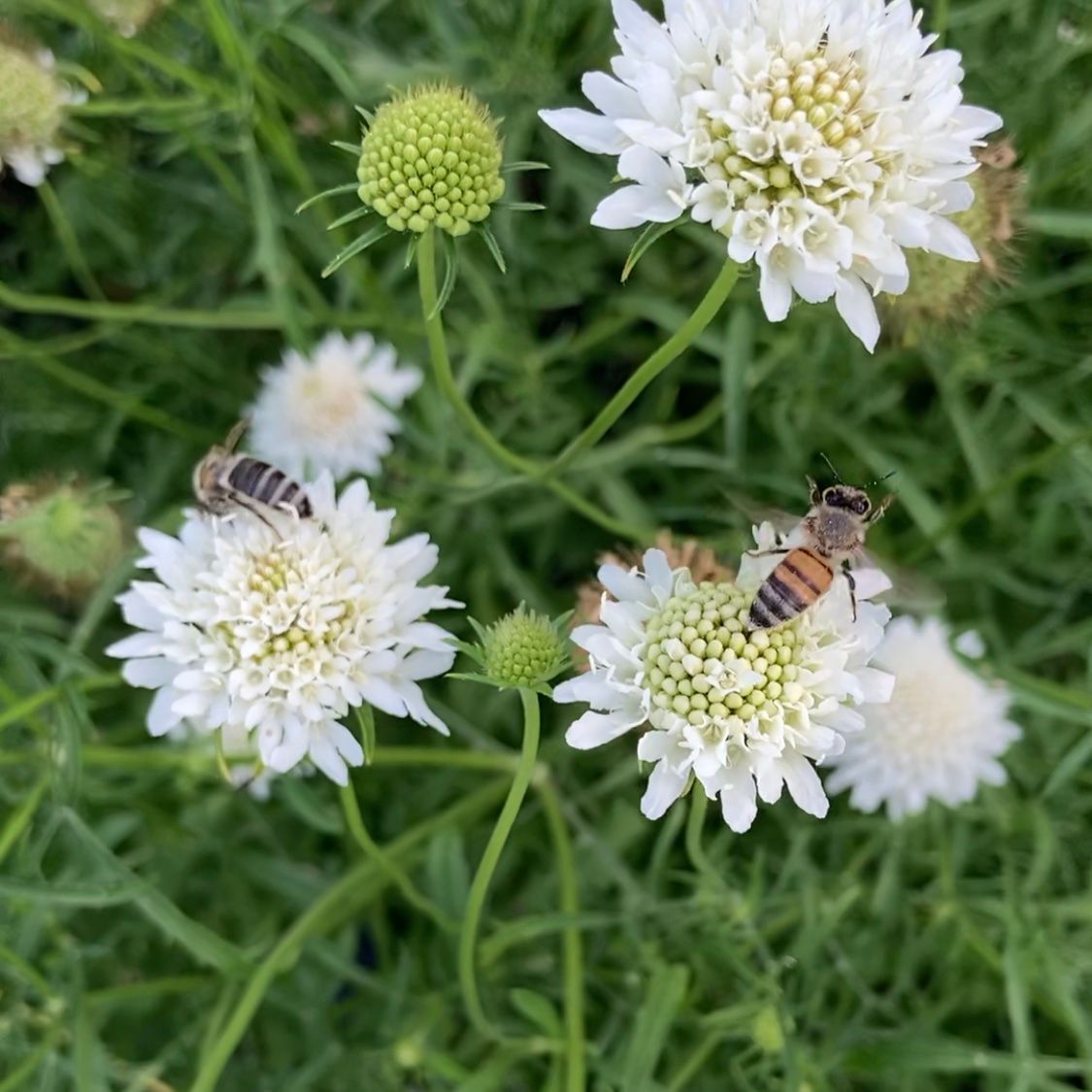 Honey 101 What Is Raw Honey Runamok