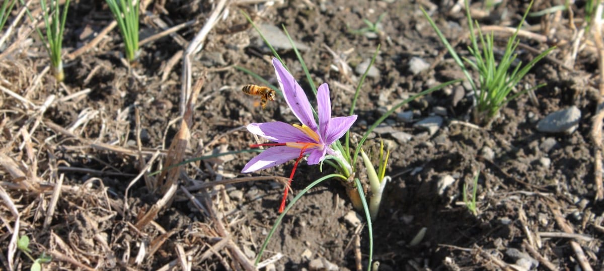 saffron flower and bee