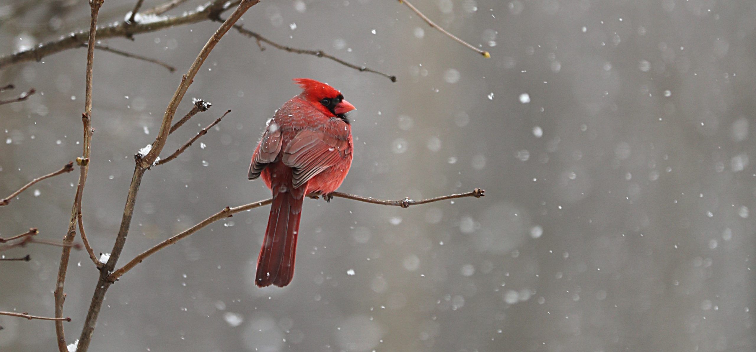 Cardinal Sugarbush