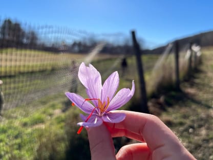 Vermont Saffron Flower