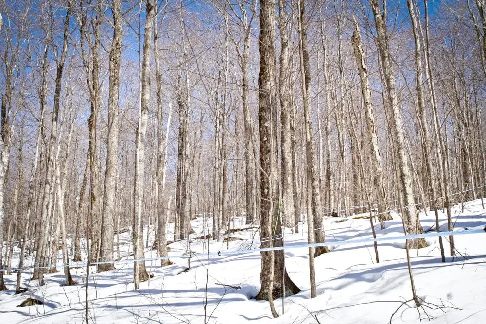 Maple Syrup 101: How Maple Syrup is Made – The Woods