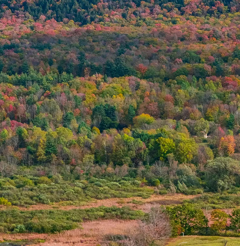 Runamok Maple Syrup - About - 1