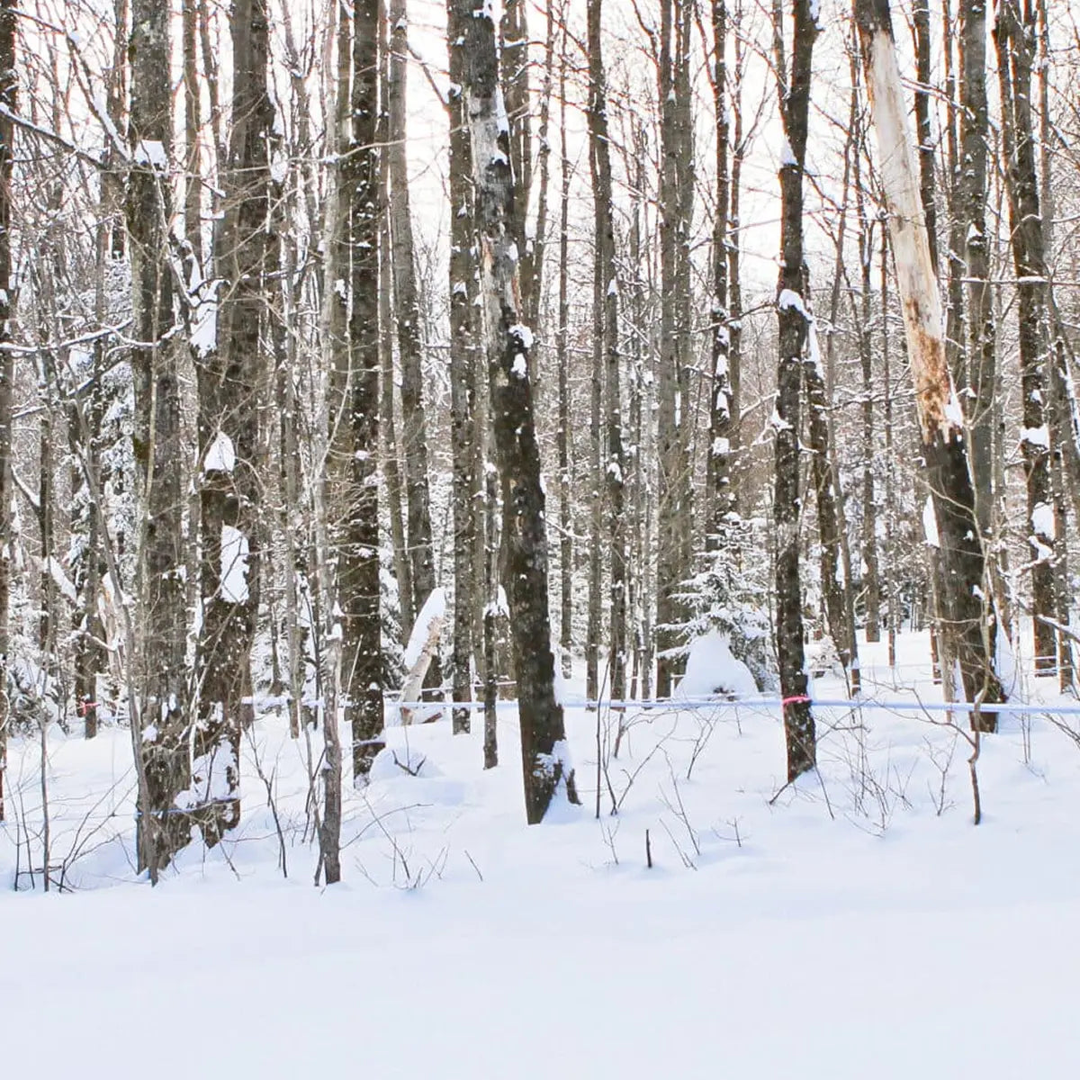 Runamok Maple Syrup - About - 6