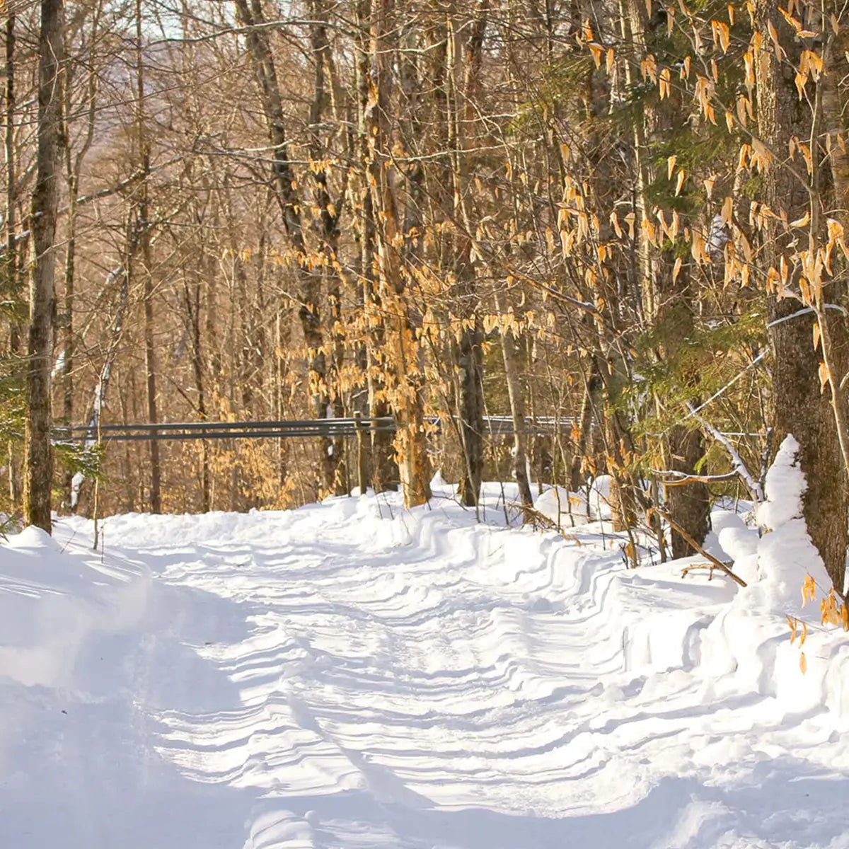 Runamok Maple Syrup - About - 4