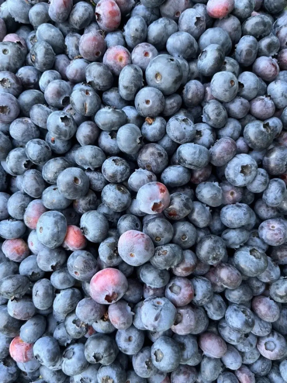 Runamok Maple Syrup - +Blueberry & Lemon Infused Maple Syrup- 3