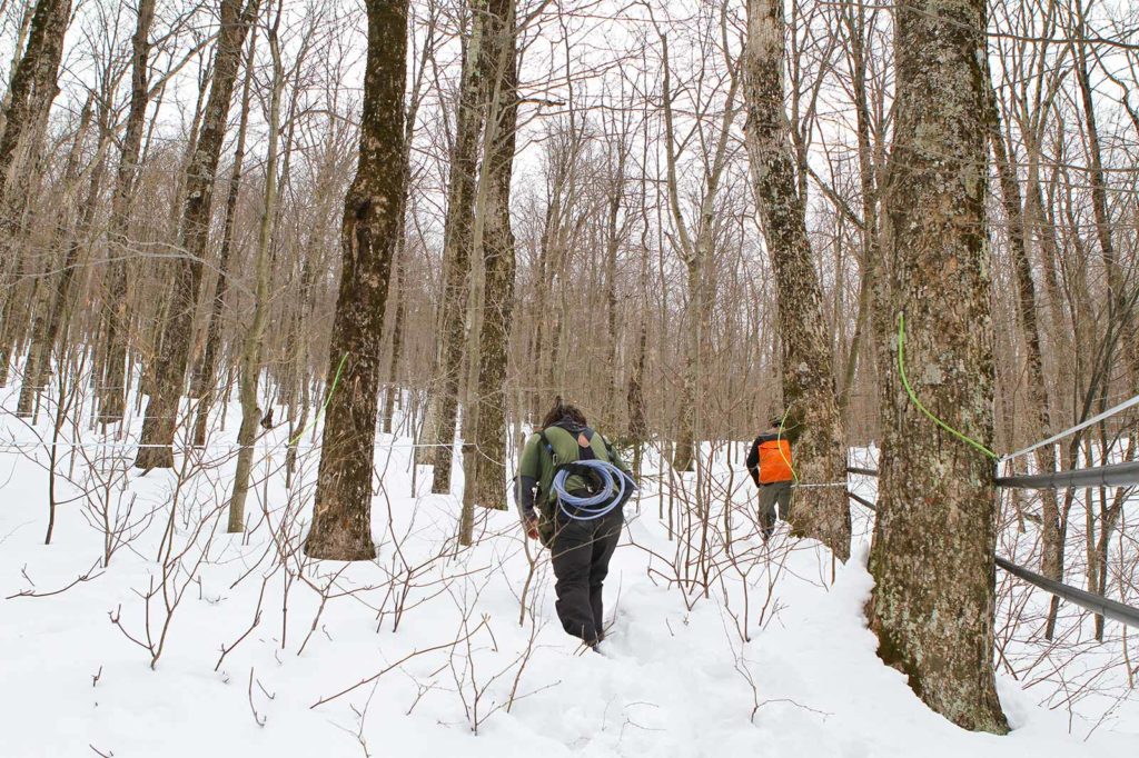 sugarbush