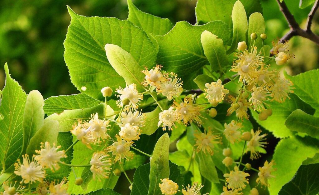 basswood blossom