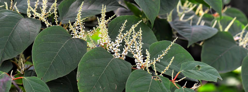 knotweed