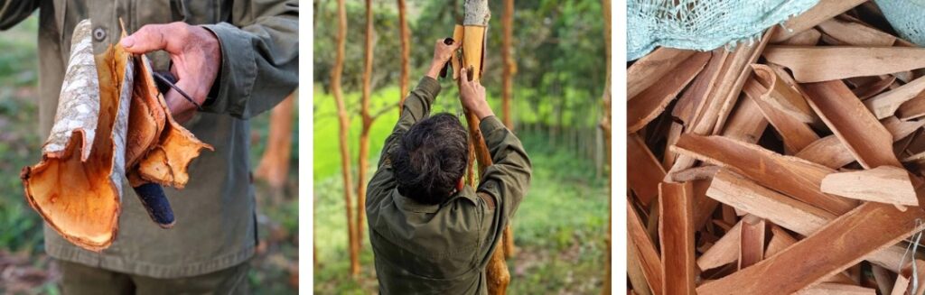 Royal Cinnamon Harvest photos