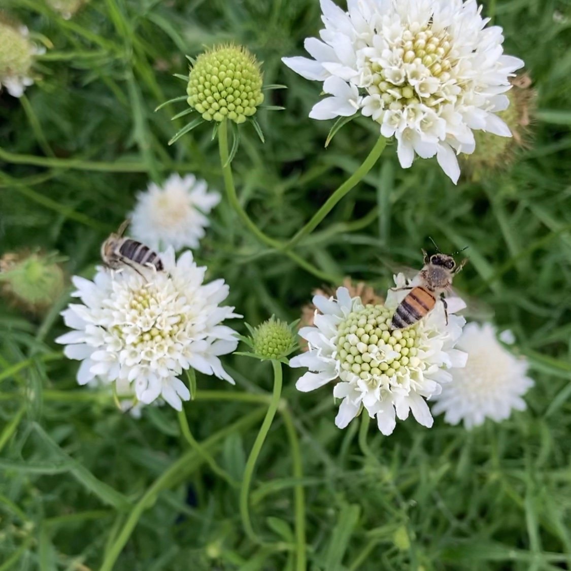bees on flowers