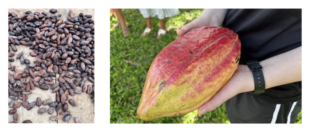 img 1 dried cocoa beans img 2 a fresh cocoa pod