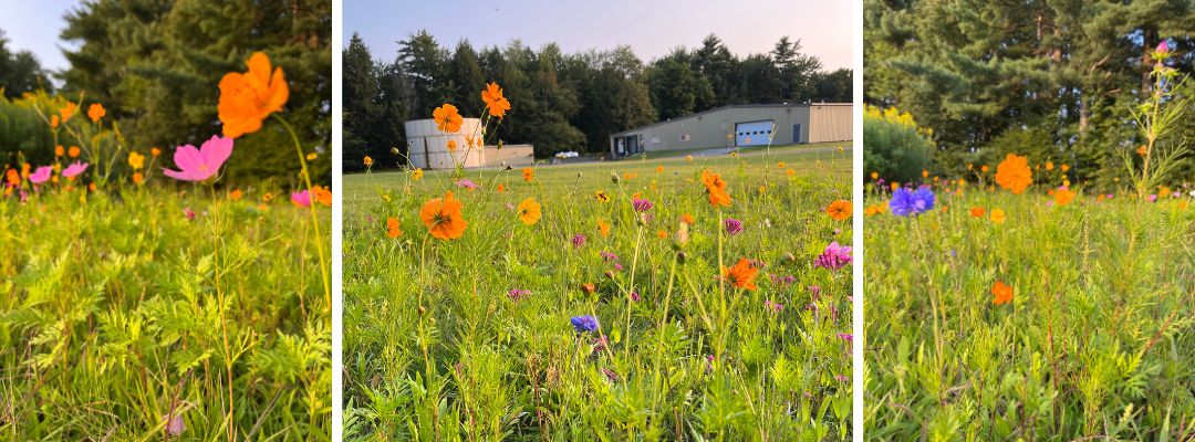 runamok pollinator garden