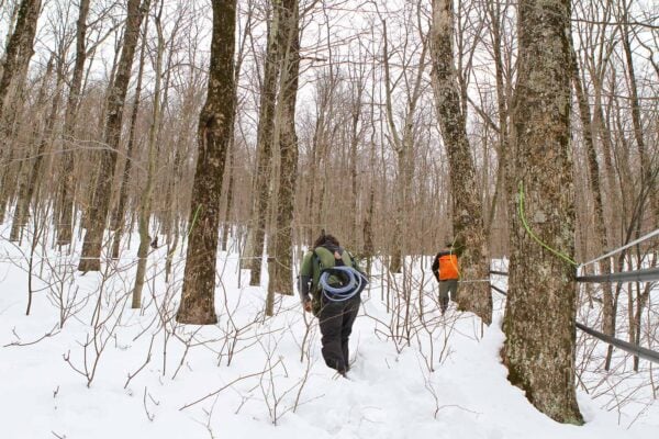 Maple Syrup Grades Explained | Runamok Maple