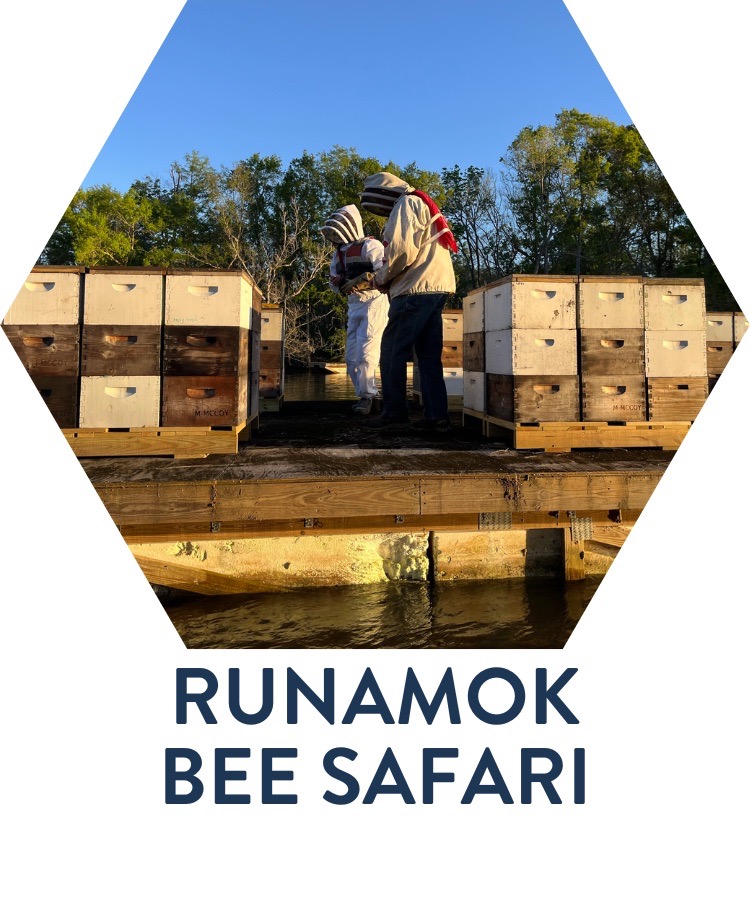 Runamok Bee Safari