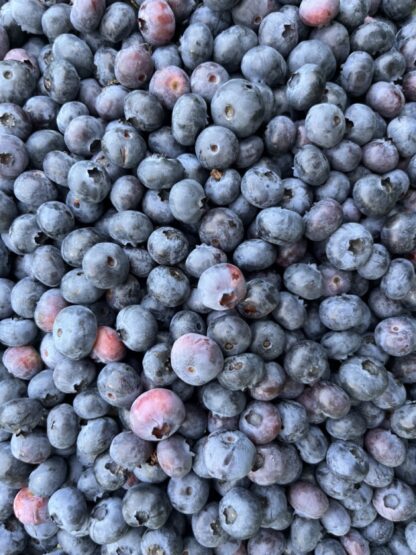 Blueberry 1